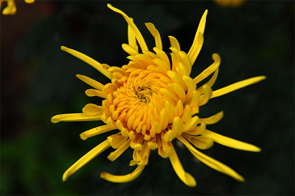 喝黄菊花茶有什么好处